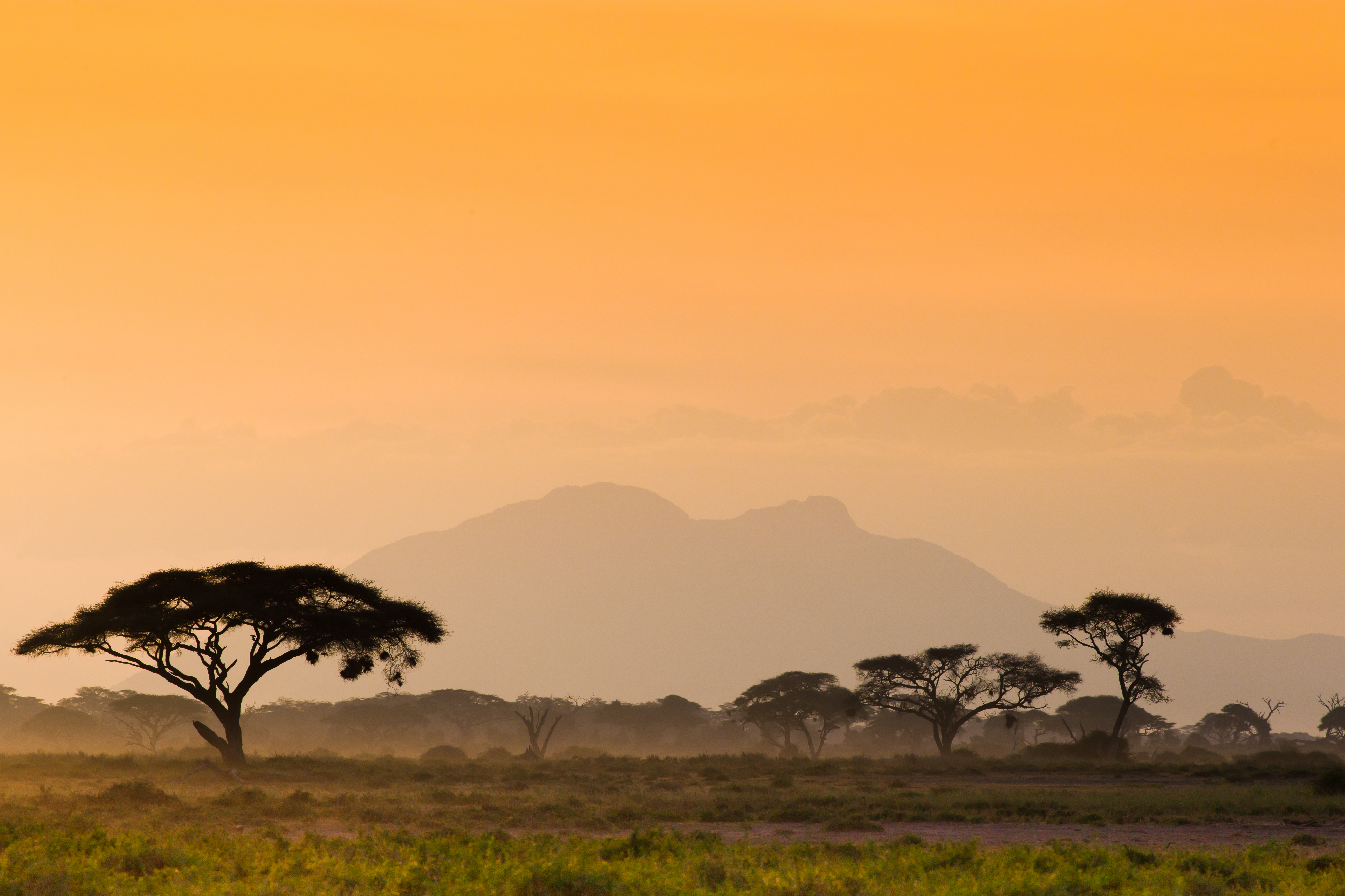 Road to Zanzibar Afbeelding